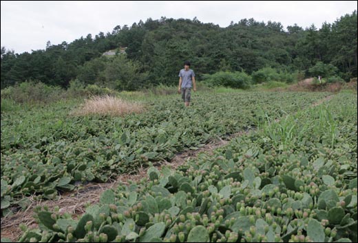 지난해 귀농한 오기조 씨가 자신의 천년초 밭을 둘러보고 있다.