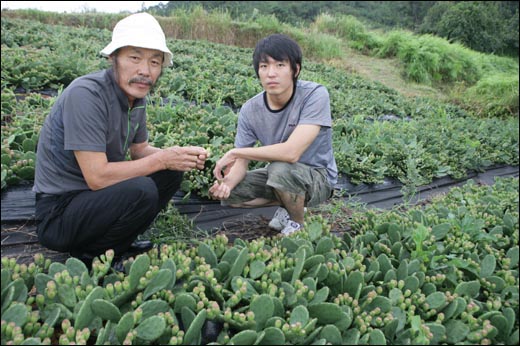  귀농인 오기조(오른쪽) 씨가 농사 스승 격인 아버지 오옥묵(왼쪽) 씨와 함께 천년초 밭에서 자세를 취했다. 아버지는 지난해까지 순천시농민회장을 지냈다.