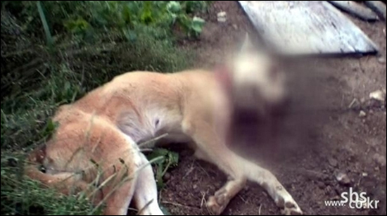  SBS <TV 동물농장>은 누군가로부터 잔인하게 폭행당한 황구를 우연히 발견한 제작진이 이를 구조하는 과정을 촬영해 6월 12일 방송했다. 
