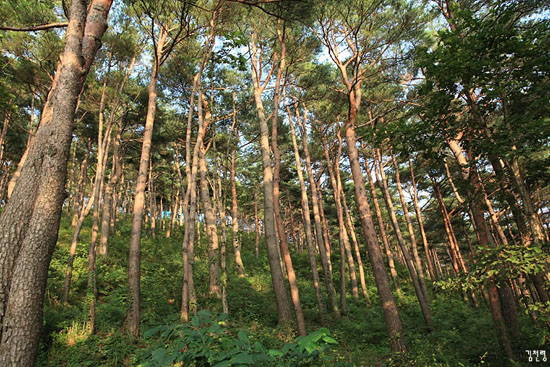 김일성 별장 일대의 금강소나무 숲