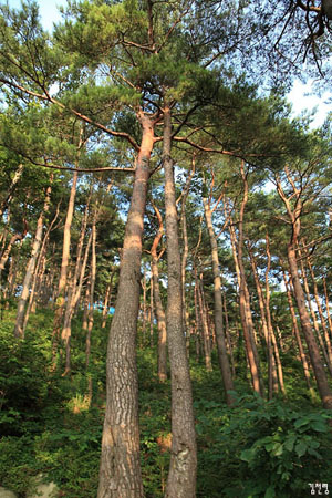 김일성 별장 일대의 금강소나무