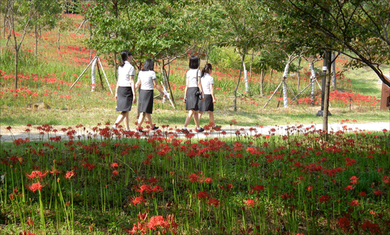 꽃무릇길을 산책하고 있는 학생들