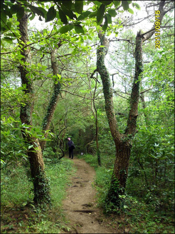 저지오름을 오르는 생명의 숲길. 걷기에 참으로 편안한 길이다.