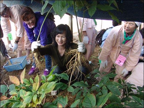 삼봤다! '2011금산세계인삼엑스포' 인삼캐기 체험행사에서 한 참가자가 자신이 직접 캔 인삼을 들어보이며 즐거워하고 있다.