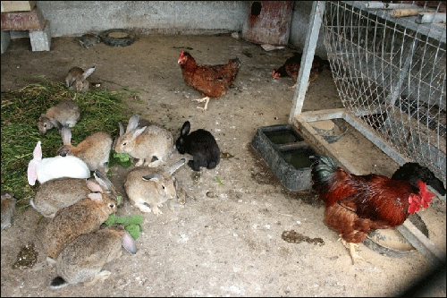 토끼와 닭이 한데 어울려 사는 진풍경입니다.
