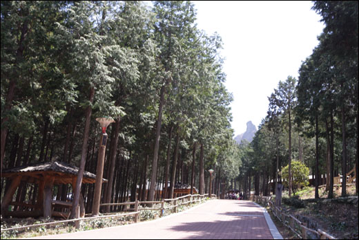 장흥 우드랜드. 편백나무 숲이 어우러진 멋진 숲이다.