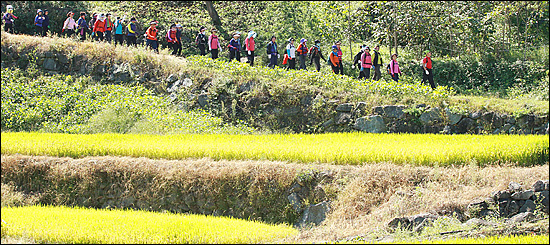 지리산 둘레길을 찾는 사람들이 많다. 탐방객들은 둘레길 3코스(함양군 금계리~남원시 인월면 19.3km) 창원마을 들판의 황금물결을 보면서 걷고 있다.
