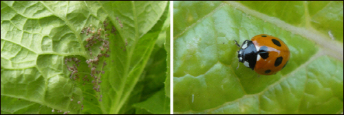 진딧물(좌측)은 잎 뒷면에 주로 서식하기에 방제할때 잎의 앞뒤로 살포한다.까만점이 7개 있는 칠성무당벌레(우측)는 진딧물의 천적으로서 농사에 유익한 곤충이다. 무당벌레가 보인다면 진딧물 방제를 하는것이 좋다.