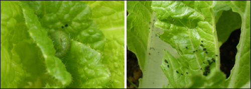 보호색을 띄는 배추애벌레(좌측)는 쉽게 눈에 안보인다. 잎에 구멍이 있거나 배설물(우측)이 보이면 배추속에 애벌레가 있는것이다. 