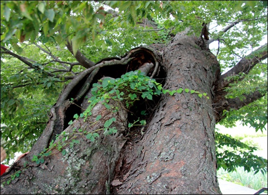 흑암동에 자라고 있는 이 나무를 지나던 한 어르신이 '사방지나무'라고 하신다.
