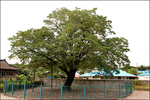 중산리 이팝나무는 천연기념물로 지정된 나무 중에서 수령이 가장 적은 것으로 알려져 있다