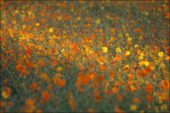 노랑코스모스가 핀 꽃밭, 가을 햇살 한 줄기가 드리워져 있다. 빛에 따라 꽃의 색깔이 어떻게 달라지는지를 볼 수 있다. 빛을 얼마나 자유자재로 다루는가에 달려있다.