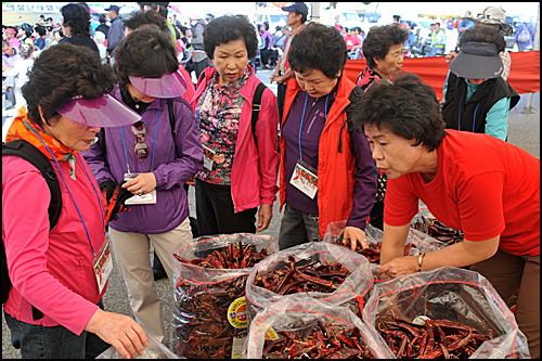 지난달 21일부터 24일까지 충북 음성군에서 열린 고추 축제에 참가한 도시 소비자들이 고추를 고르고 있다.