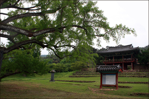 김굉필 나무