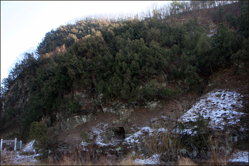 도동 측백수림. 사진 가운데에 일제가 판 전쟁용 동굴이 뚜렷하게 보인다.