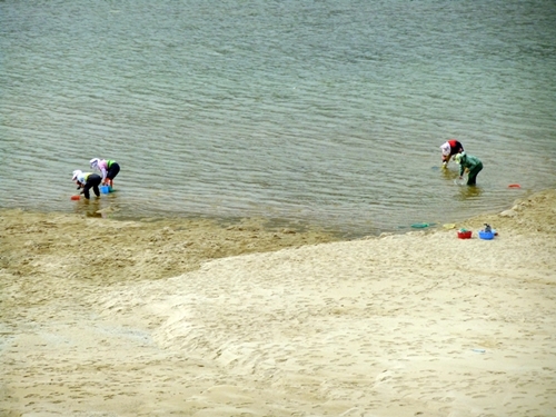 민물과 바닷물이 합쳐지는 곳에서 사는 재첩을 걷는 섬진강의 아낙네들
