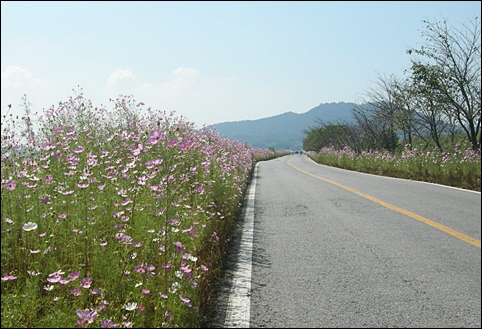 코스모스 하늘거리는 군산시 나포면 십자들녘 도로(구불 1길 ‘비단강길’). 
