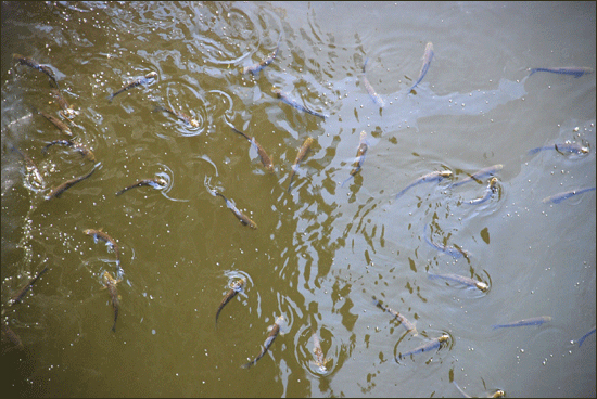 녹조에 뒤덮인 물속에 물고기들이 산소가 부족한지 연신 물위로 올라와서 가쁜 숨을 몰아쉬고 있다.