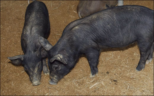 깔끔한 축사. 조형수 씨의 축사에서 돼지들이 토실토실 살을 찌우고 있다.