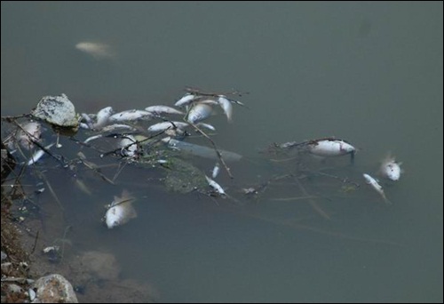 2008년 6월 경인운하 현장에 둥둥 떠 있던 죽은 물고기들입니다.