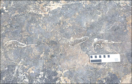 문화재청은 진주 호탄동 혁신도시 개발지에서 발견된 화석을 천연기념물로 지정했다. 사진은 '익룡 발자국 화석'.