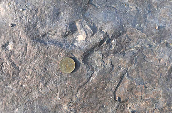 문화재청은 진주 호탄동 혁신도시 개발지에서 발견된 화석을 천연기념물로 지정했다. 사진은 '익룡 앞발자국과 뒷발자국 화석'.