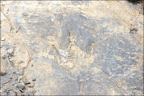 문화재청은 진주 호탄동 혁신도시 개발지에서 발견된 화석을 천연기념물로 지정했다. 사진은 '수각류 발자국 화석'.