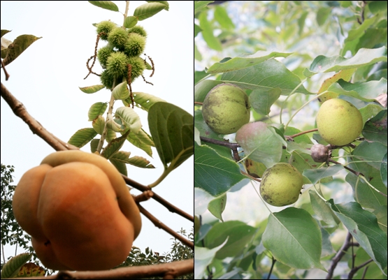 감과 밤이 함께 자라는 계절(왼쪽), 사과와 배를 젓붙인 과일(오른쪽)