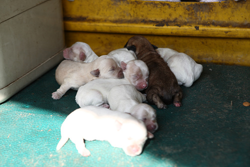 버려진 유기견의 문제를 심각하게 하는 것 중에 하나가 버려진 개들이 새끼를 낳는 문제다. 이곳에 있는 유기견 중 어미개 3마리가 지난 주에 18마리의 새끼를 낳았다.