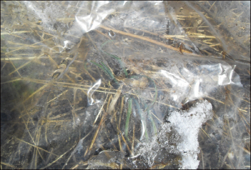 작년에 강원도 텃밭에 비닐을 덮어 보온을 한 양파가 겨울을 이겨내고 살아났다.