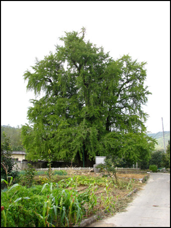 천연기념물 제225호인 농소리 은행나무, 엄청나게 크지요? 나무의 나이를 정확하게는 알 수 없으나 400년이 넘은 것으로 알려졌어요. 해마다 10월에 마을에서 동제를 지내기도 하는 마을의 당산나무랍니다. 
