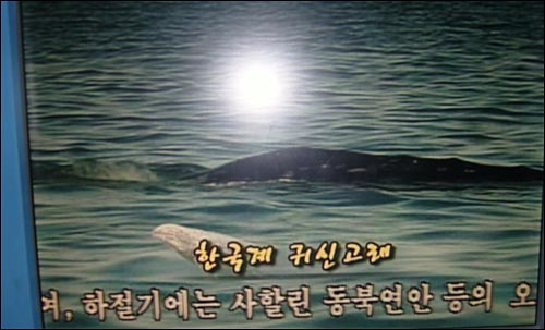한국토종 귀신고래 영상물, 한국 영해에서 사라졌다.