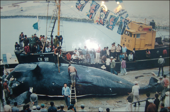 1987년 포경 금지 조치 전 장생포항에 포획 인양된 고래.