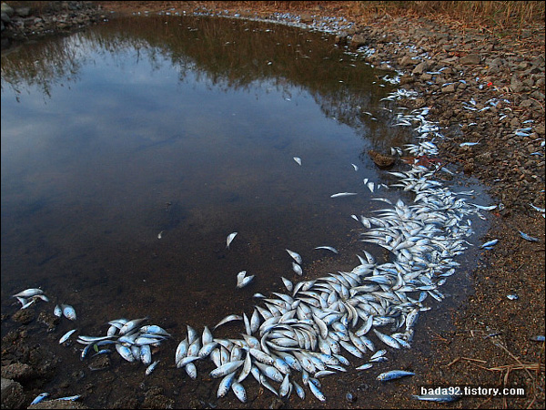 호수 가장자리로 밀려나온 죽은 전어들