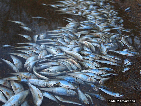 황어나 돔도 섞여있지만 대부분 폐사한 물고기는 가을 전어다.