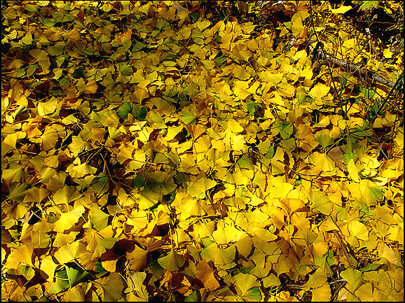 조령산 등산로 주위에 은행나무 단풍이 노랑게 물들어 떨어진 낙엽 모습이다. 