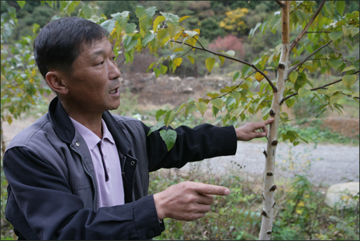  백아산 자락을 함께 걷던 김규환 씨가 자작나무에 대해 설명하고 있다. 이 자작나무에서 자일리톨을 추출한다고.