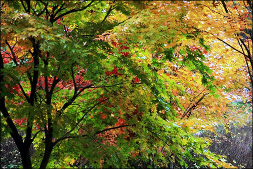 가을이 깊어가는 소수서원 뒤편의 단풍나무들