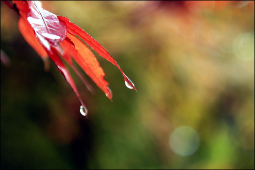 가을을 더욱 깊어지게 만드는 비가 단풍나무 끝에 맺혀 있다.