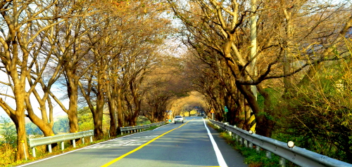 나목이 되어 앙상상한 터널을 이루고 있는 벚나무