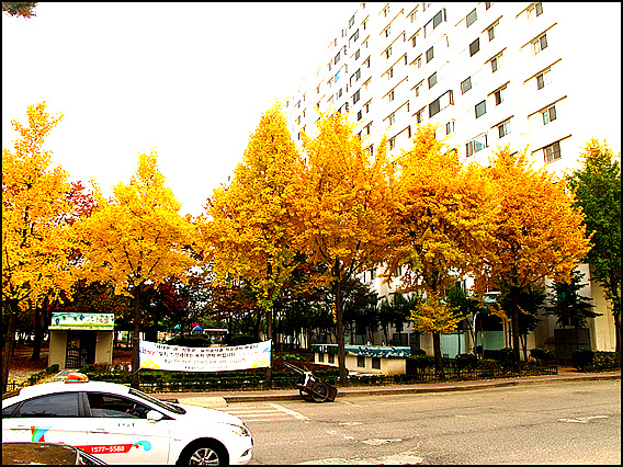 은행나무 노란 단풍도 단풍이랍니다. 
동아아파트 가을 낭만 속으로 