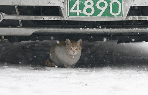  차는 고양이에게 가장 위험하면서도, 멈춰섰을 때는 안전한 피난처이다.
