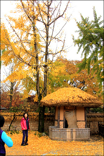 월매의 집에 내려앉은 가을을 즐기고 있는 관광객들