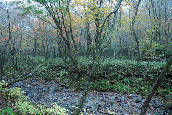 가을빛을 간직한 사려니숲길, 어느 계절이나 아름다울 것 같다.