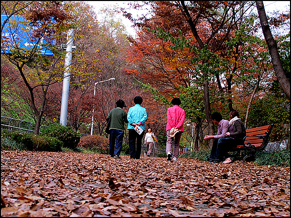 가로수길에 떨어진 낙엽을 즈려 밟으며 산책을 즐기시는 군포 시민들 모습이 아름답습니다. 