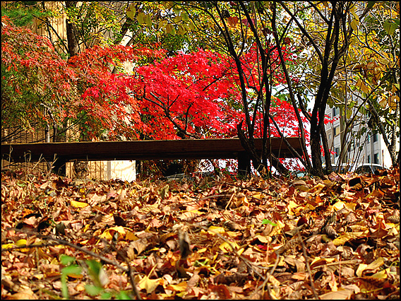 낙엽과 단풍에 휩쌓인 군포시 아파트 단지 모습이 너무 아름답고 좋아 보인다. 