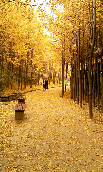 온통 노란색으로 물든 은행나무 숲.