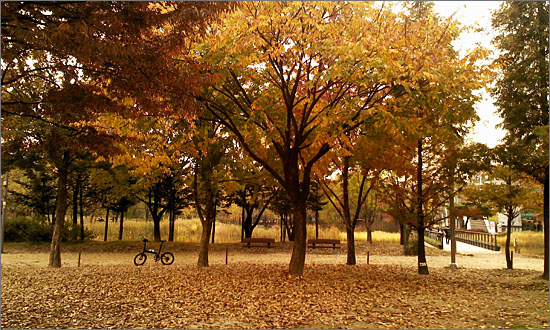 낙엽이 지는 서울숲.