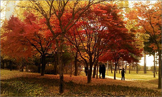 늦은 가을, 여전히 붉은 단풍나무.