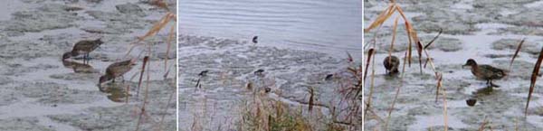 최근 남양주시 한강 변에 갯벌이 형성되면서 많은 철새들이 몰려 들어 먹이사냥에 나서고 있다.